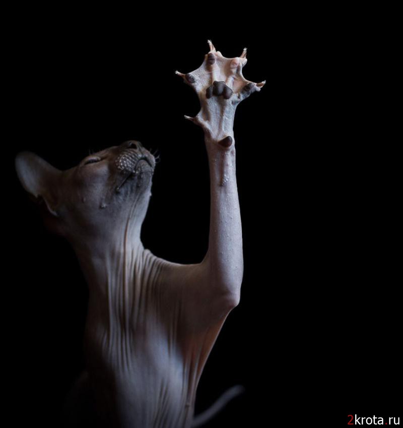 Инопланетная красота кошек породы сфинкс (14 фото)