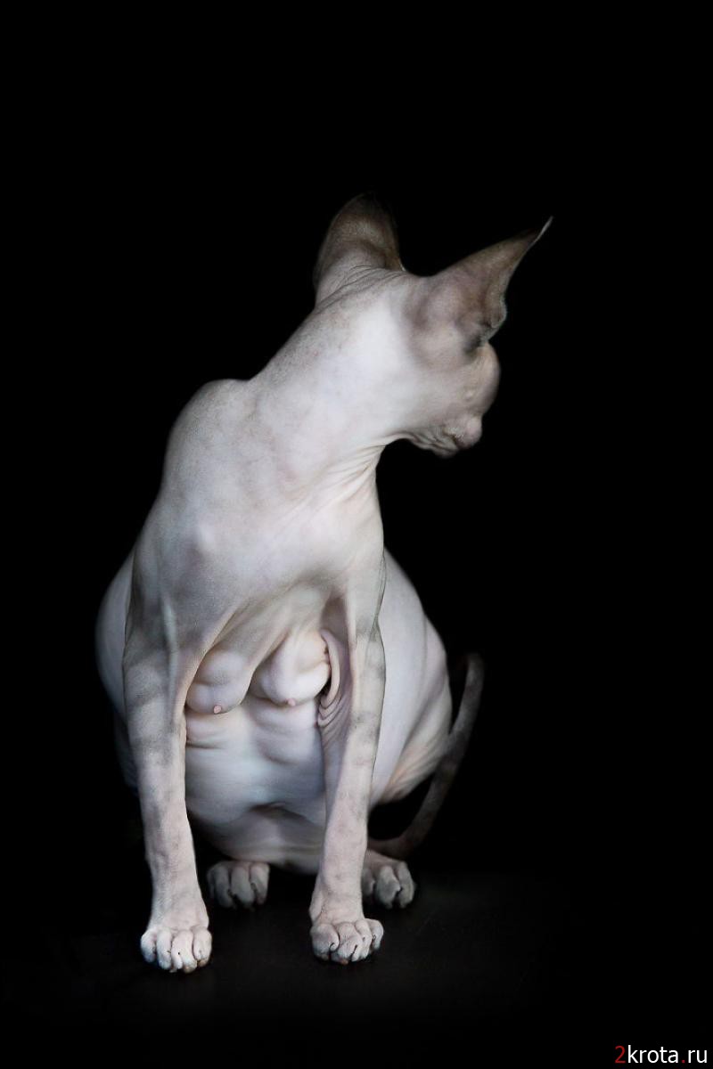 Инопланетная красота кошек породы сфинкс (14 фото)