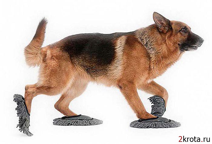 Изобретения для собак, без которых они непонятно как обходились раньше (20 фото)
