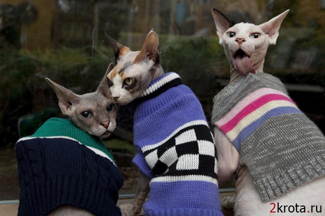 19 очаровательных котиков в свитерах (19 фото)