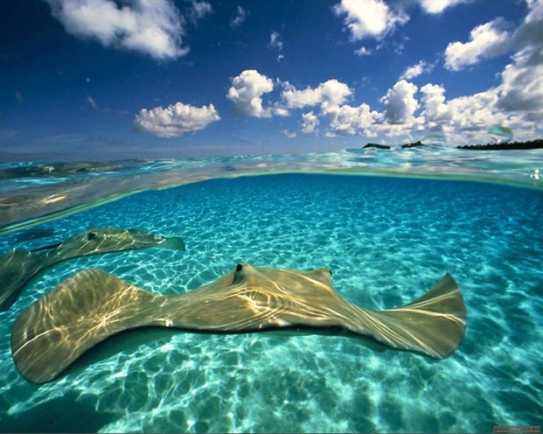 большой барьерный риф (самый большой в мире коралловый риф). подводный мир океана.