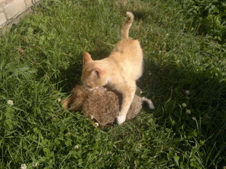 Догони кошку. Кот охотится на кролика. Кошка озотиться на зайца.