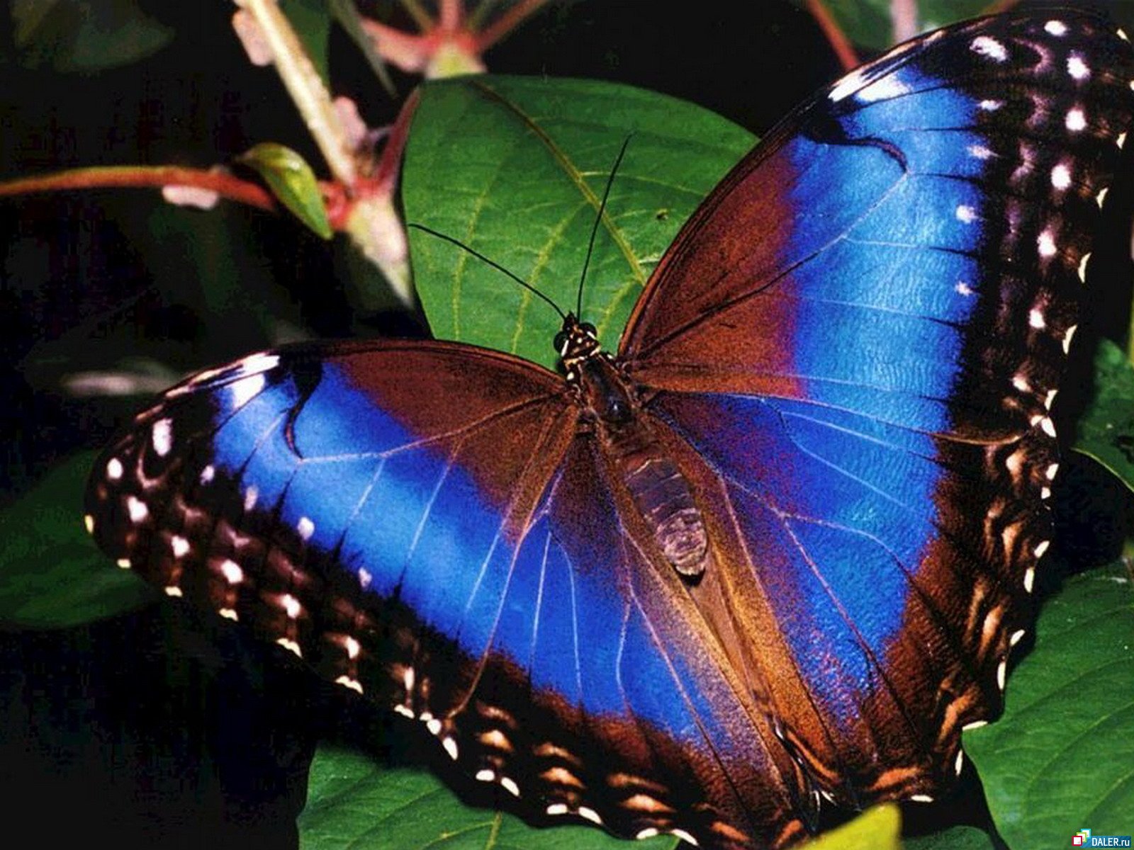 Фото про бабочек