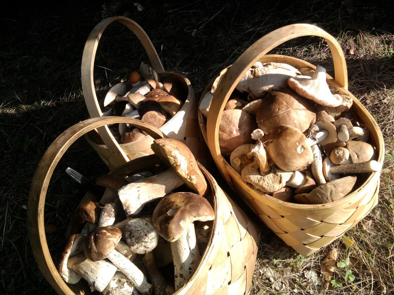 Какие грибы собирают в апреле. Опята в Татарстане 2022. Собранные грибы. Грибные места. Грибы в Молдавии.