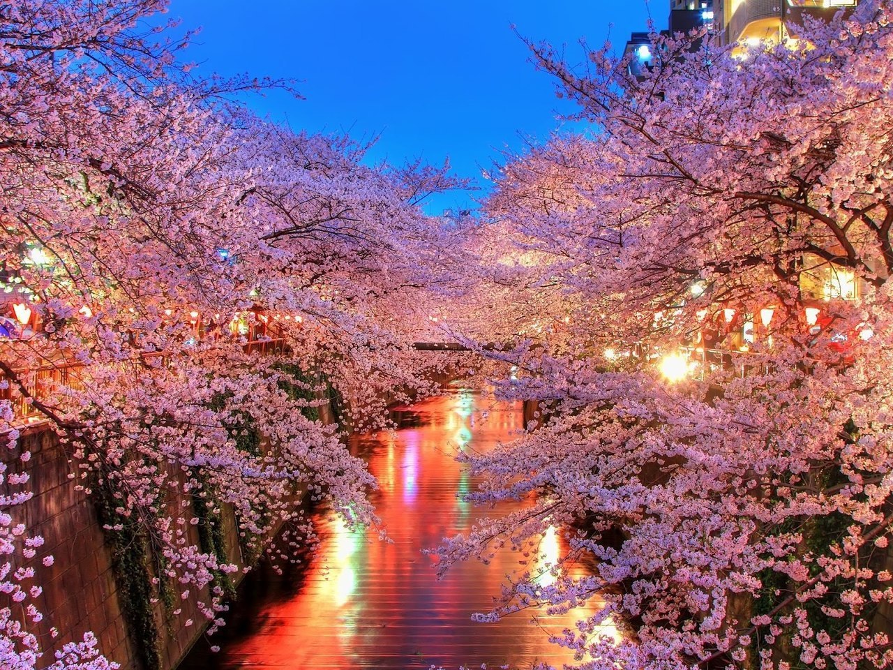 Sakura blossom. Сеул Сакура. Сакура черри блоссом. Черри блоссом в Токио. Йокогама Япония цветение Сакуры.