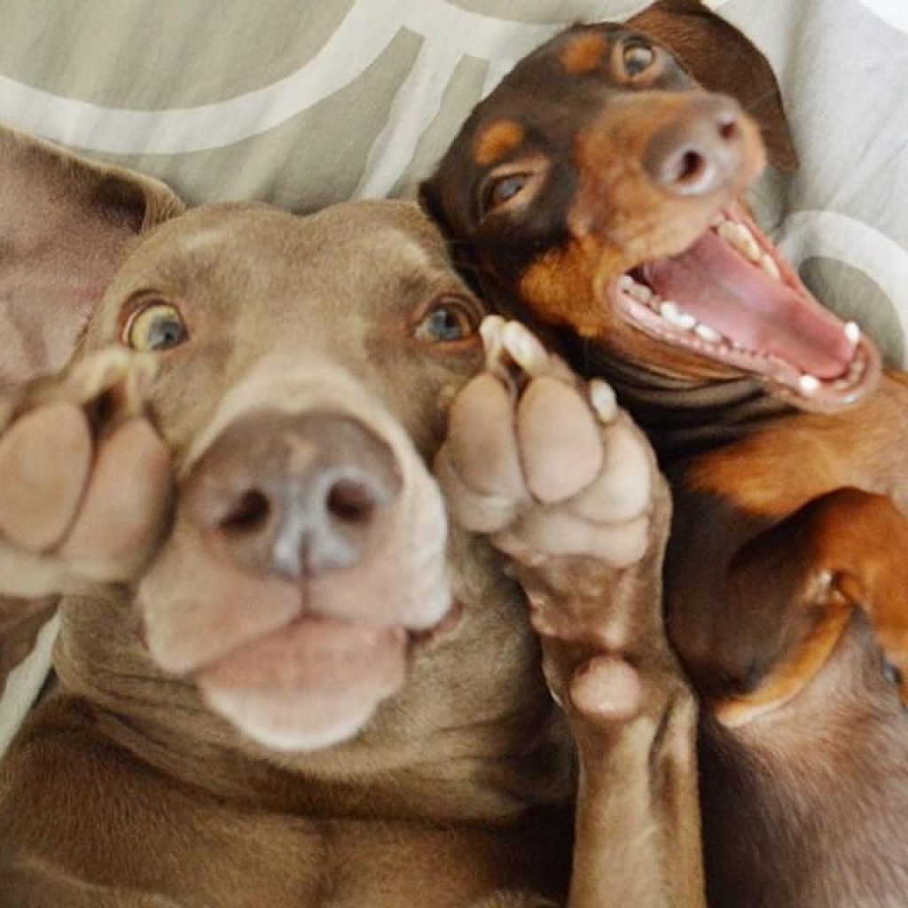 смешные фото животных собак