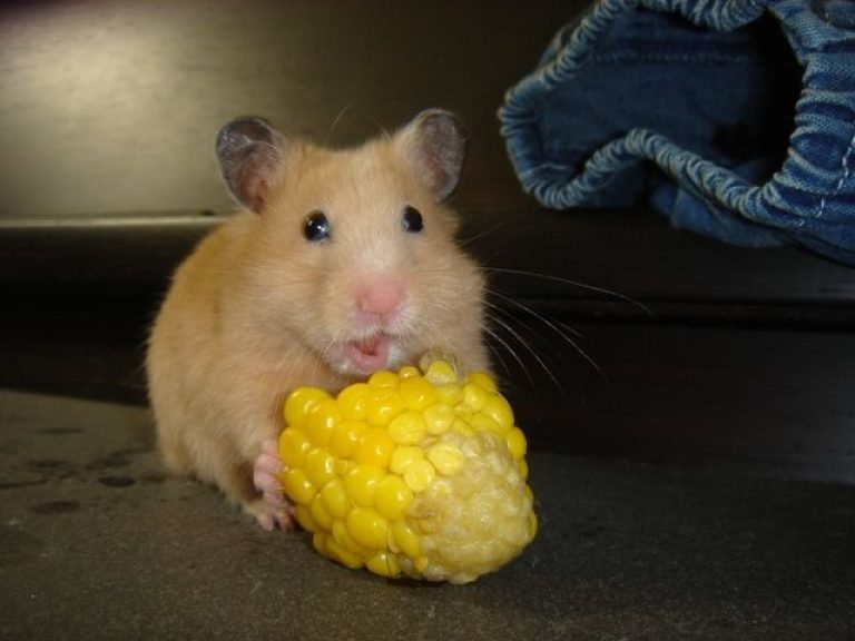 Наблюдение за хомяком. Хомяк с кукурузой. Горошек с хомяком. Какие палки можно давать хомякам. Почему мой хомяк грызет семечки.