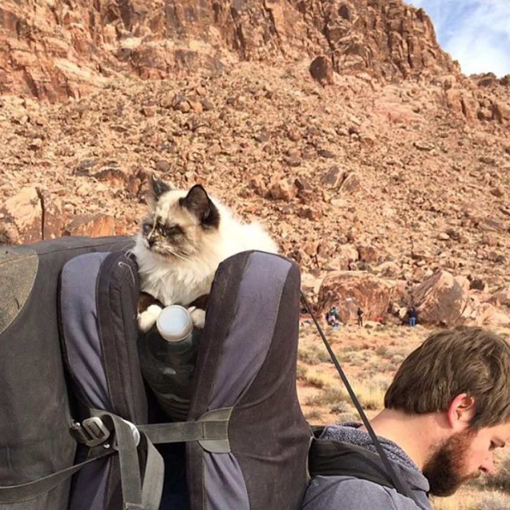 Кошки путешественники