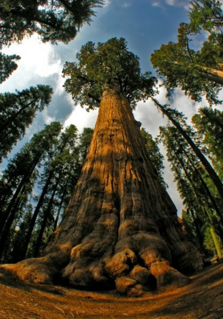 самое высокое дерево на планете фото