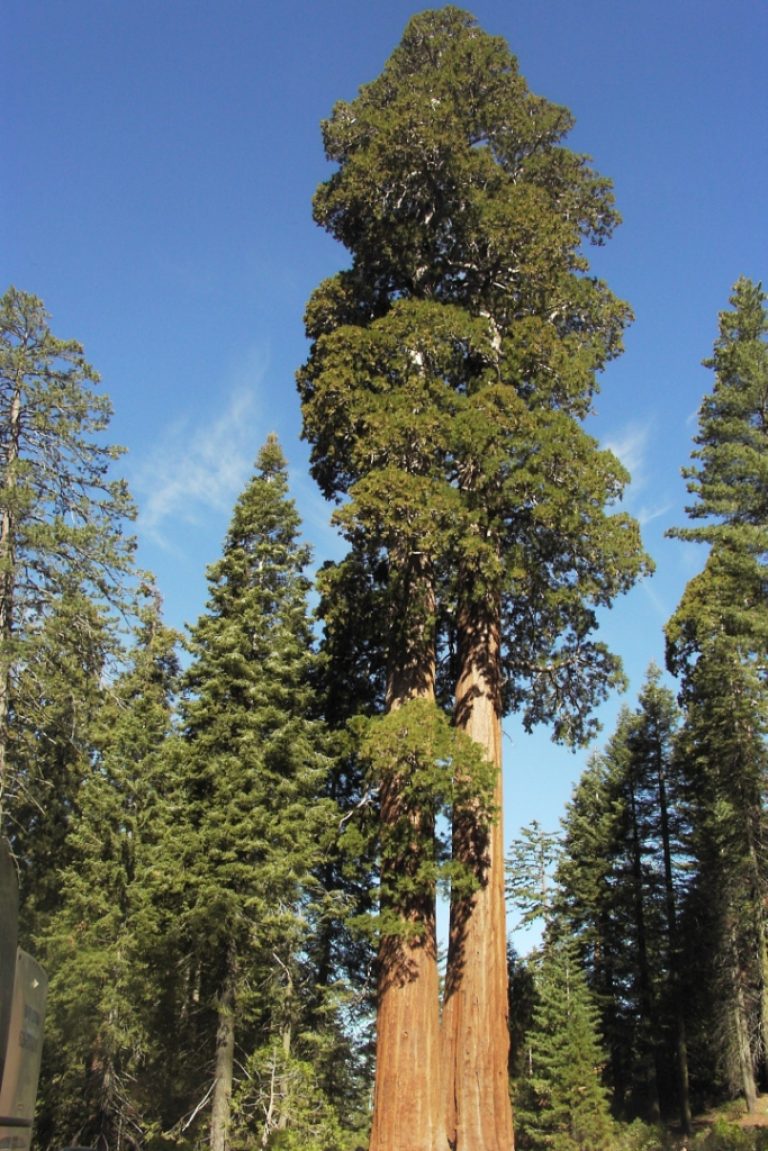 Самая высокая секвойя в мире фото