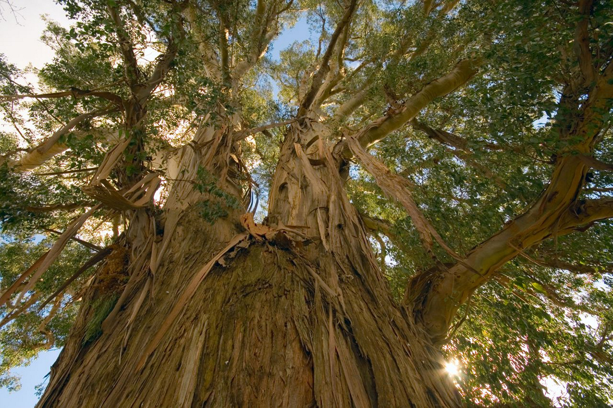 Также дерево является. Эвкалипт царственный в Австралии. Эвкалипт царственный Тасмания. Эвкалипт и Секвойя. Австралийский эвкалипт 150 метров.