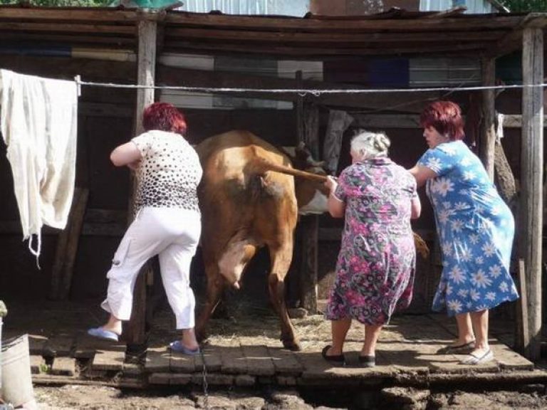 Началось в колхозе утро картинки прикольные смешные