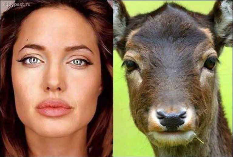 Сравнение человека и животного по фото
