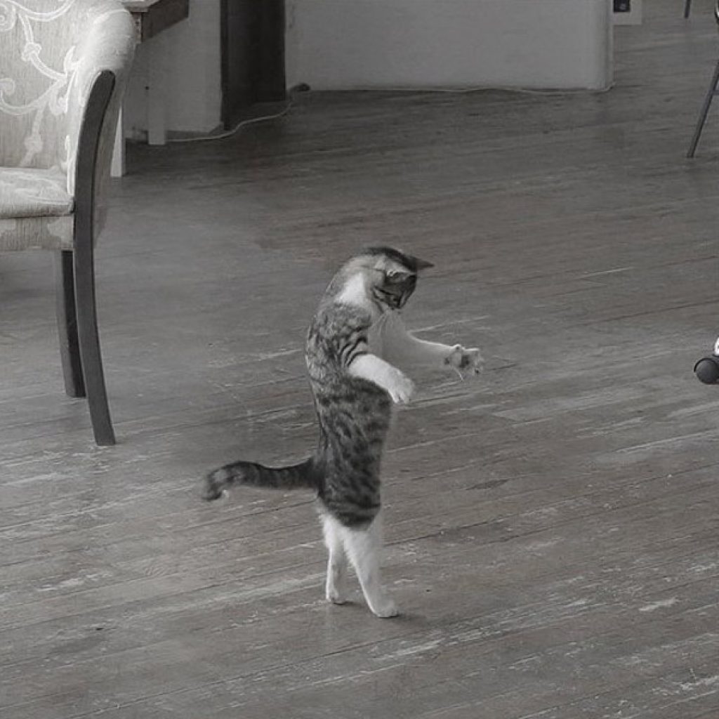 Кошка танцует