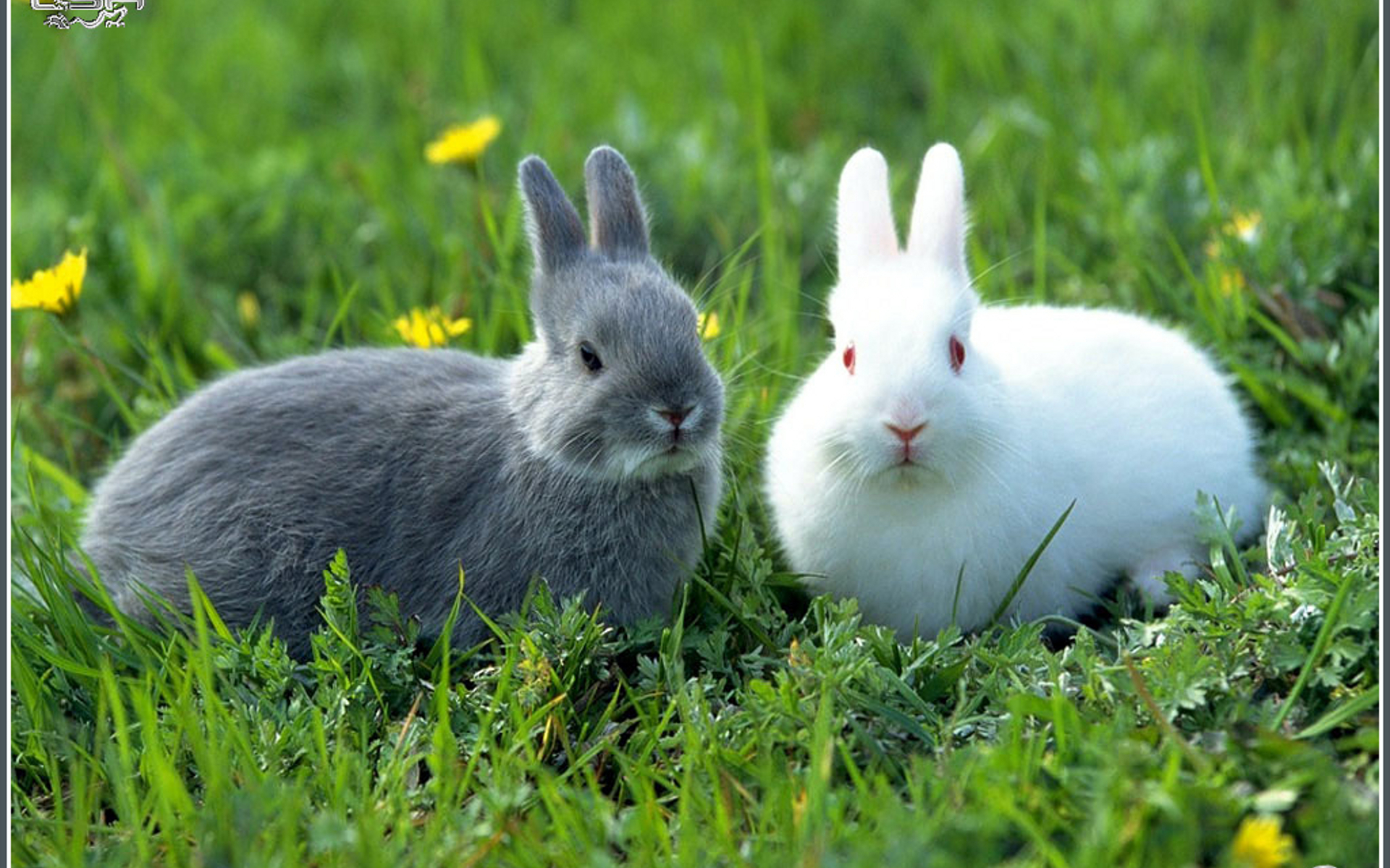 Se pueden banar los conejos