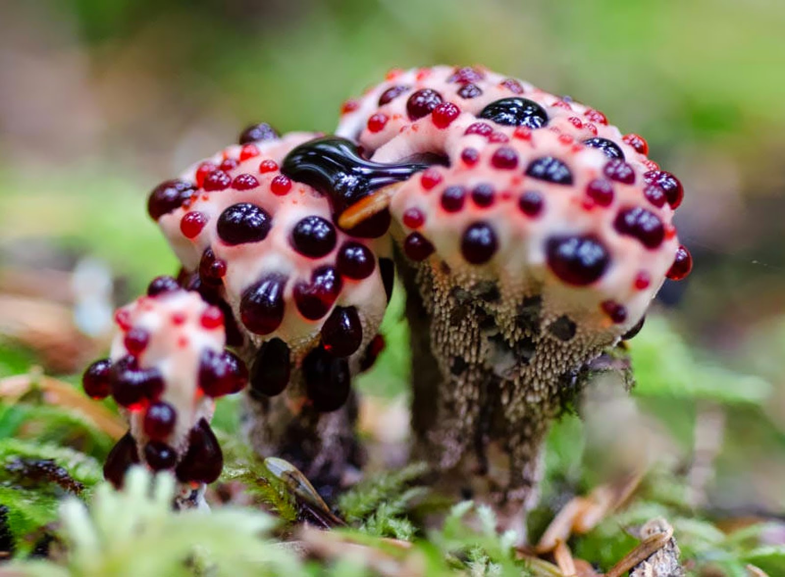 Какие грибы самые ядовитые для человека фото и название