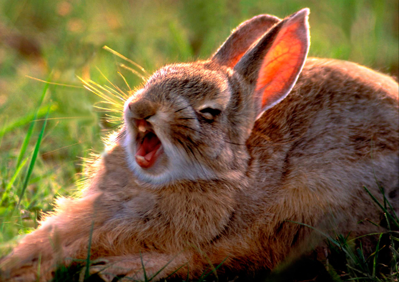 Кролик смеется