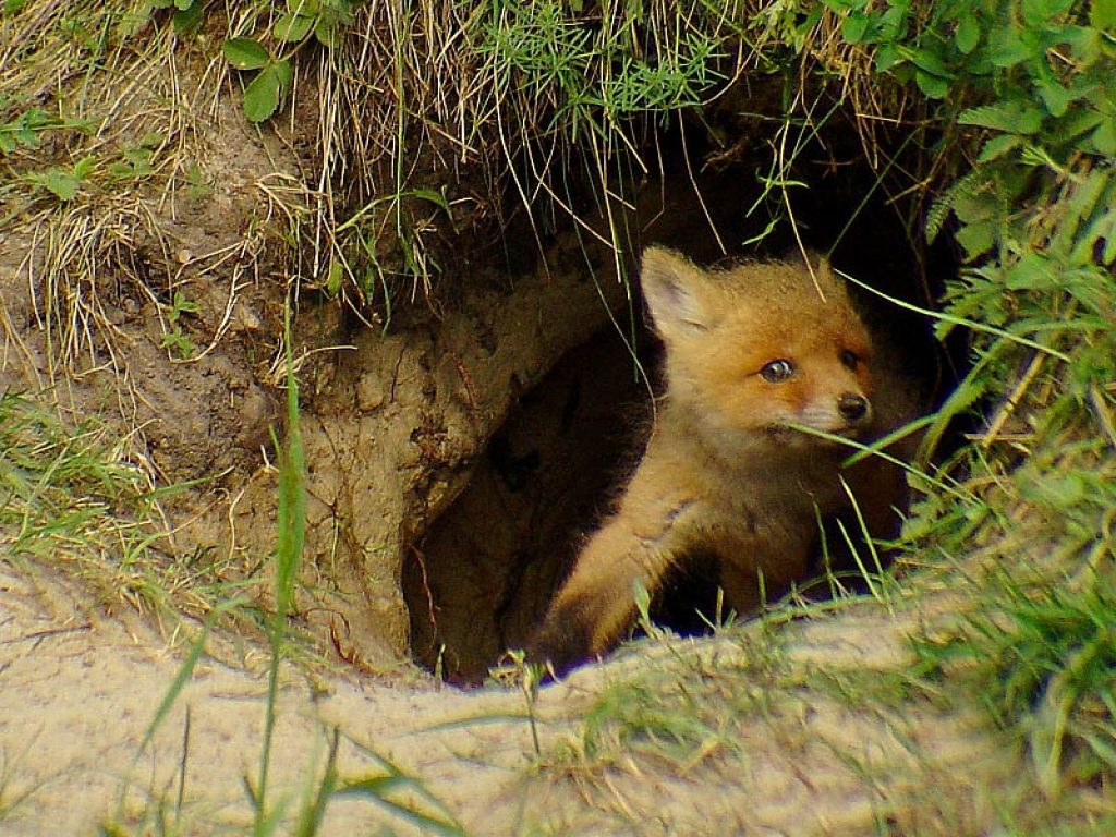 Затаивание лисицы в укромном месте перед нападением