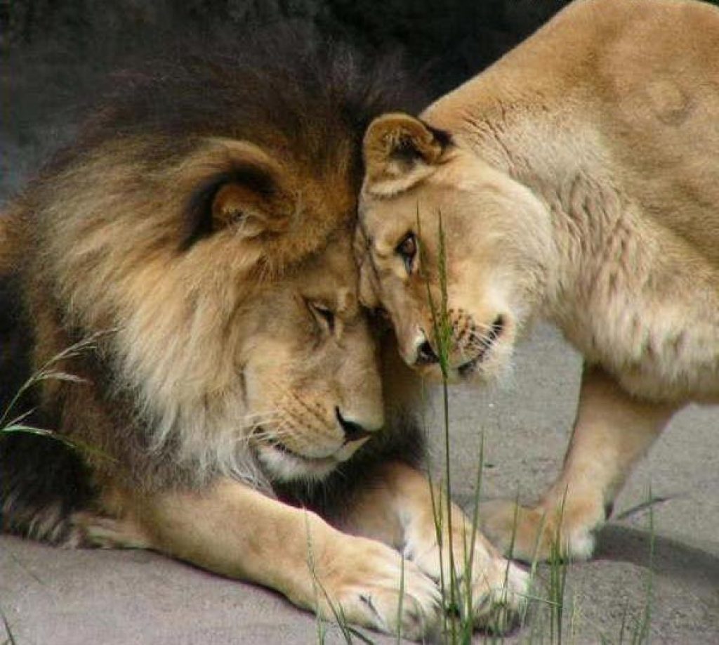 картинки лев с львицей утром