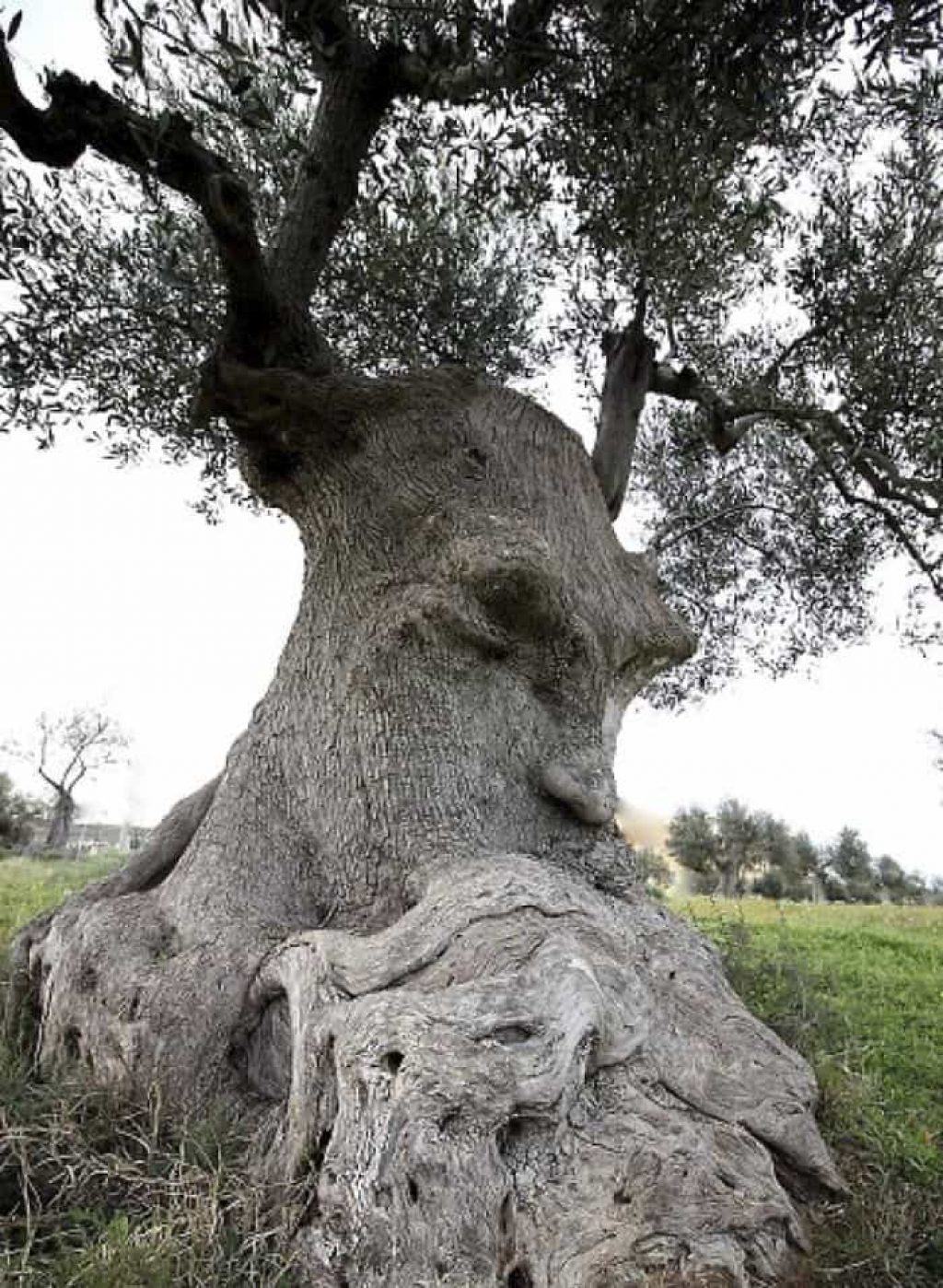 Древнее оливковое дерево-мыслитель в Апулии, Италия.