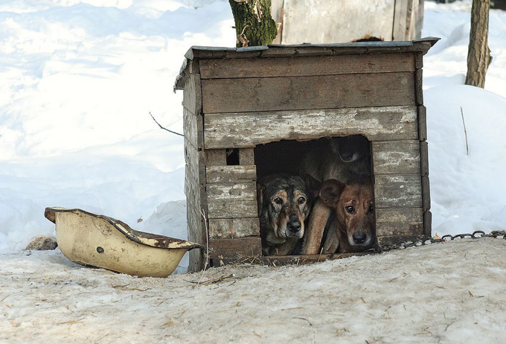 Housing animals. Жилище животного. Животные в жилищах. Необычные жилища животных Россия. Медведь в конуре.