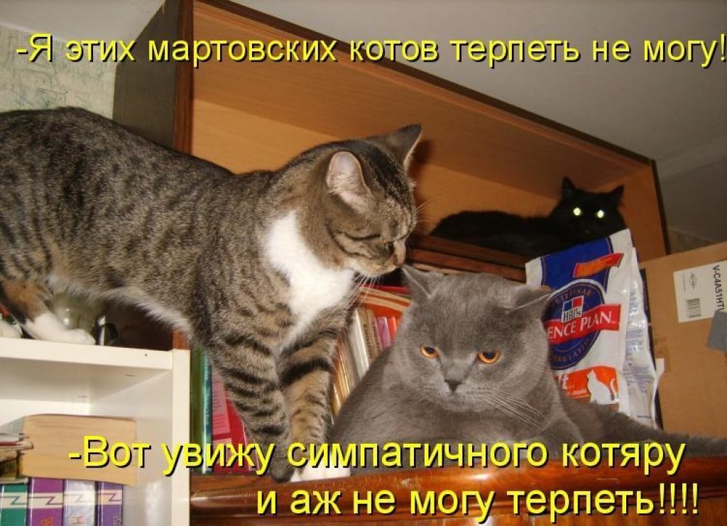 Кот терпит. Про мартовских котов с юмором. Мартовский кот юмор. Шутка про мартовского кота.