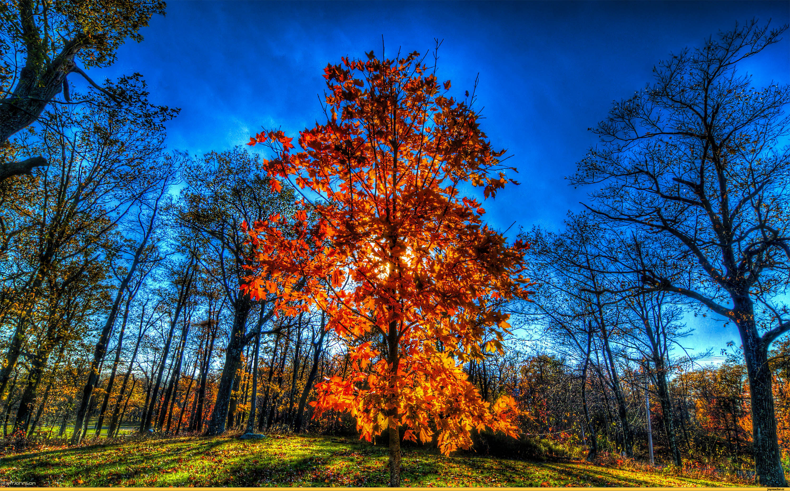 Осенний лес очень красивые. Осеннее дерево. Осенний лес. Красивая осень. Осень в лесу.