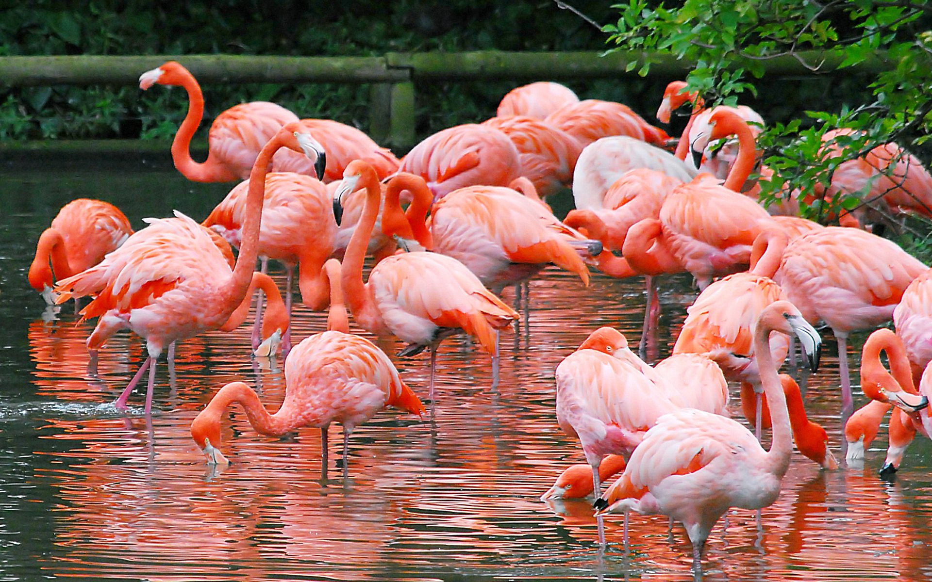 Фламинго среда обитания