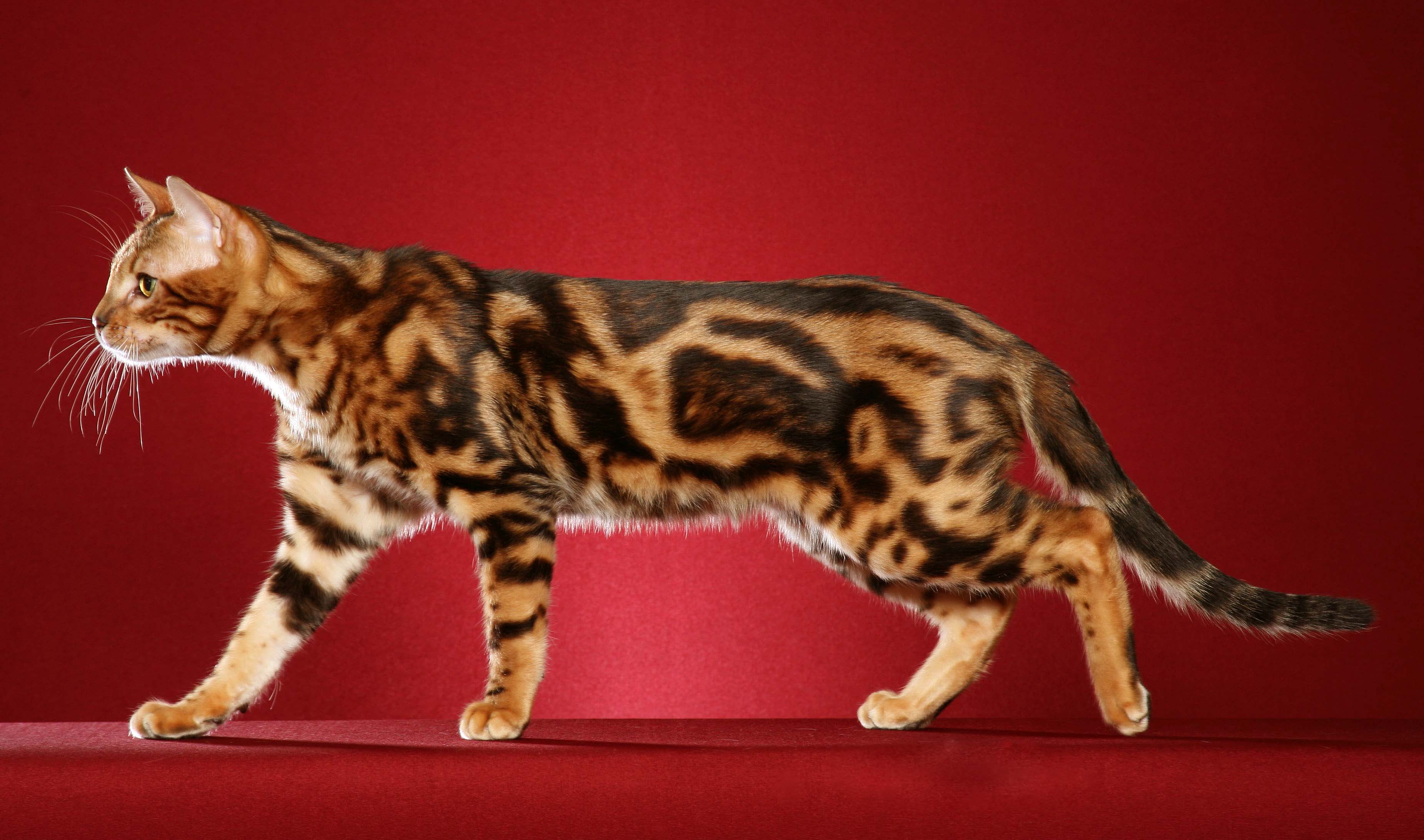 порода кошек бенгальская фото