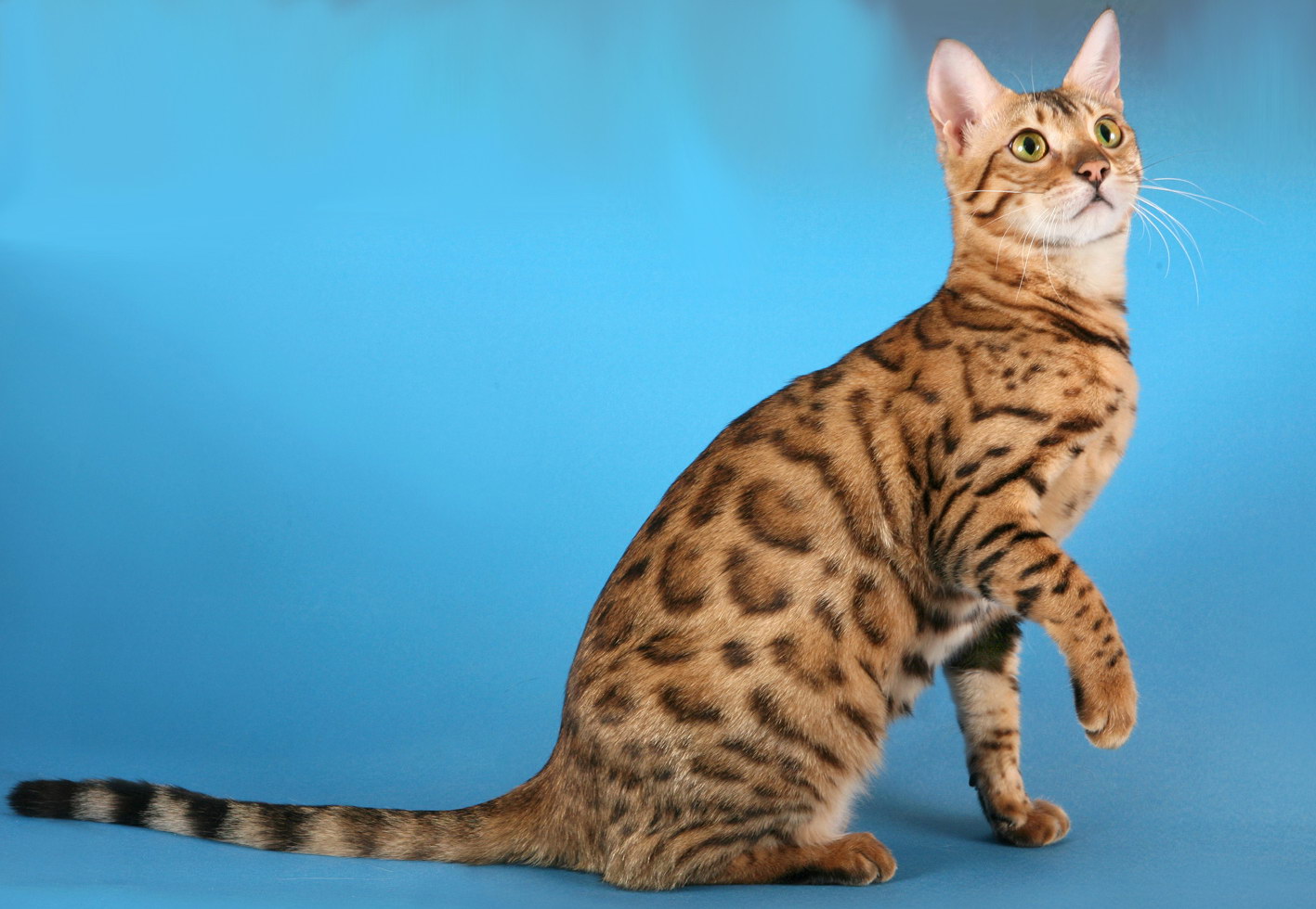 Особенности бенгальской породы. Бенгальская кошка. Кошки бенгальской породы. Бенгальские кошки и Оцикет. Оцикет мраморный.