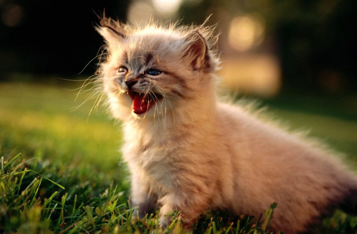 Фото красивых котиков пушистых милых