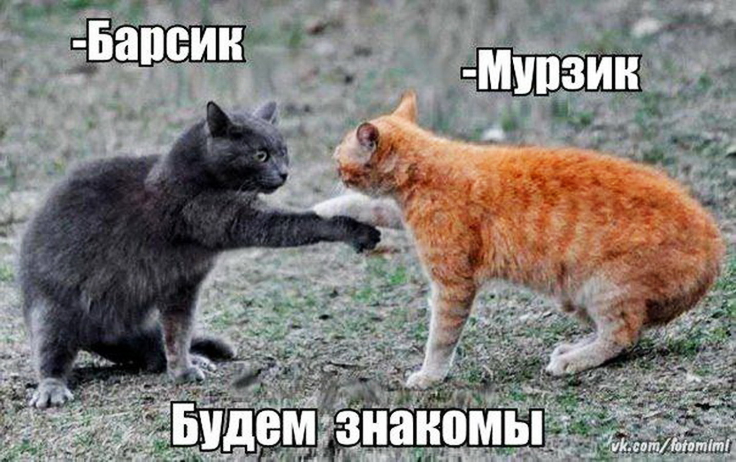 Договорились. Мурзик и Барсик.. Кот приветствует. Кошачье рукопожатие. Коты договорились.