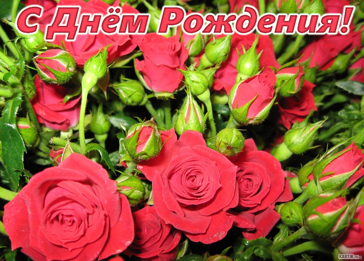 С днем рождения женщине без цветов открытки. С днем рождения. С днем рождения цветы. Открытка в день рождения цветы. С днем рождения цветы розы.