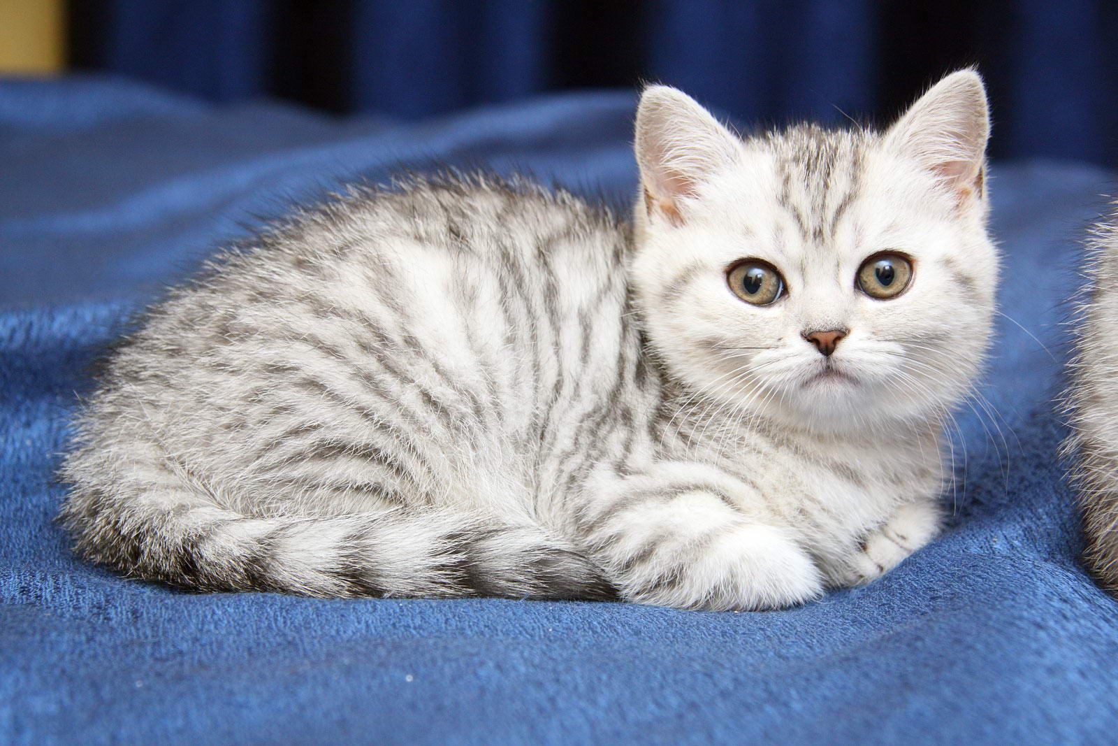Порода кошек вискас. Британский кот вискас. Британский кот вискас мраморный. Британский короткошерстный кот полосатый. Британская короткошёрстная кошка вискас.