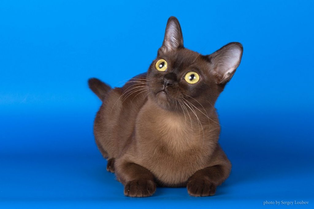 Бурма фото цена. Бурманская кошка. Порода кошек Бурма. Европейская Бурма. Порода кошек американская Бурма.
