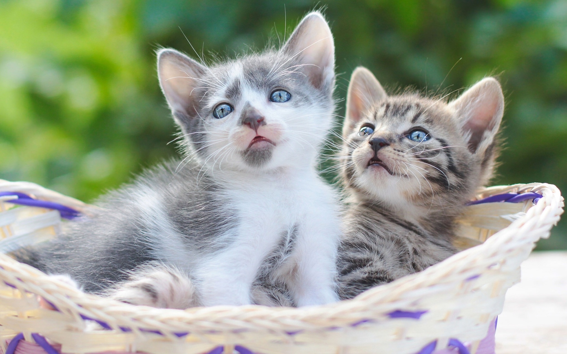 Фото красивых кошек и котят