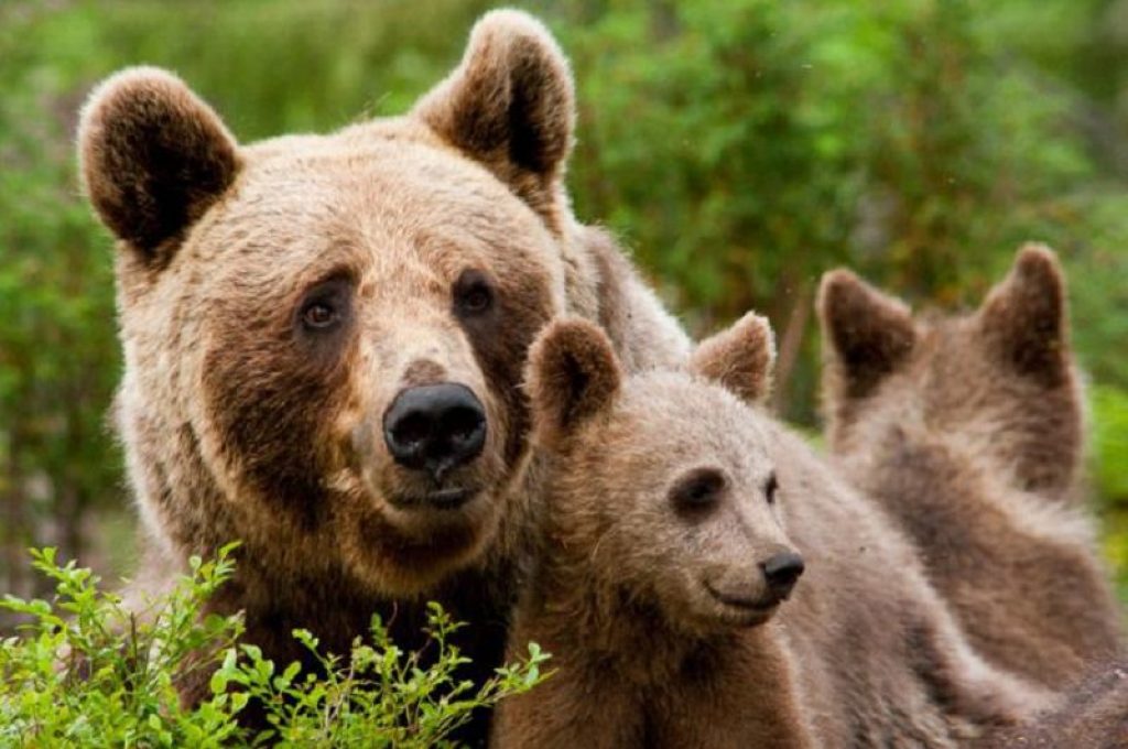 Медведь годы жизни. Бурый медведь. Бурый медведь во Владимирской области. Бурый медведь с медвежатами. Бурый медведь бурые медведи.