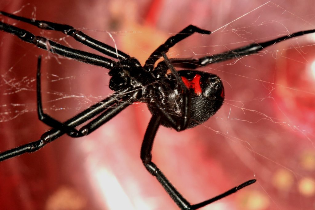 Фото паука черная вдова на руке