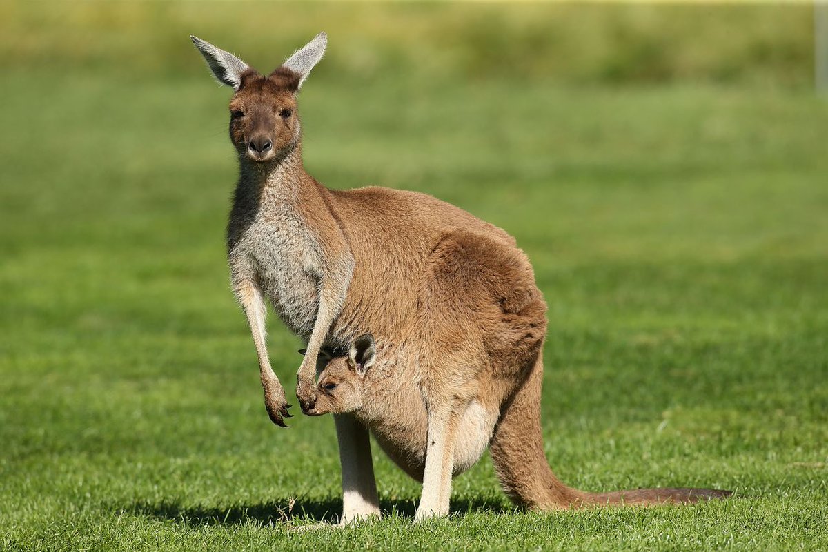 Kangaroo dalim