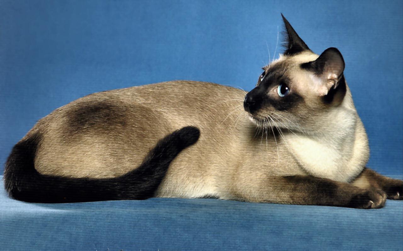 Сиамская кошка Лапкинс