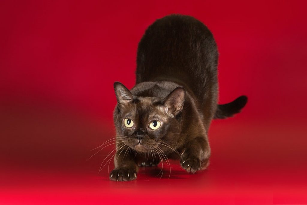 Бурманская кошка шоколадная. Бурманская кошка. Европейская Бурма кошка. Бурманская короткошерстная кошка. Шоколадная кошка порода Бурманская.