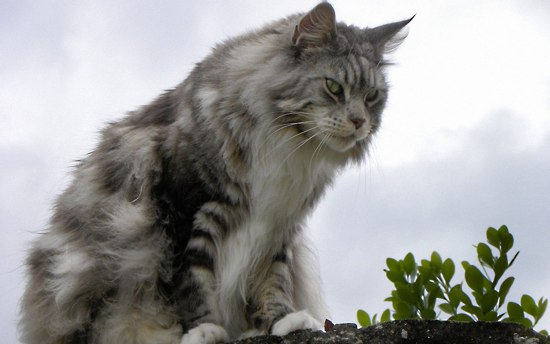 Породы больших кошек фото. Мейн-кун. Кот Мейн кун. Большая кошка Мейн кун. Котята породы Мейн кун.