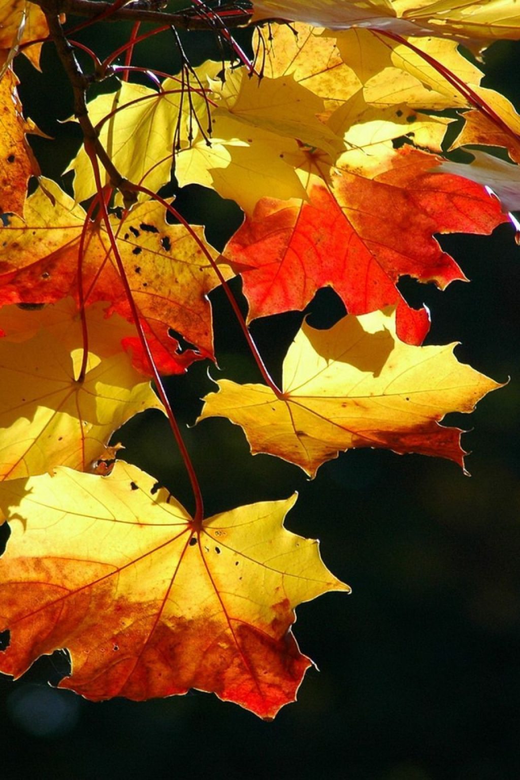 Лист осенний золотист. Осенние листья. Фото осенних листьев. Осенний листопад. Красивые осенние листья.