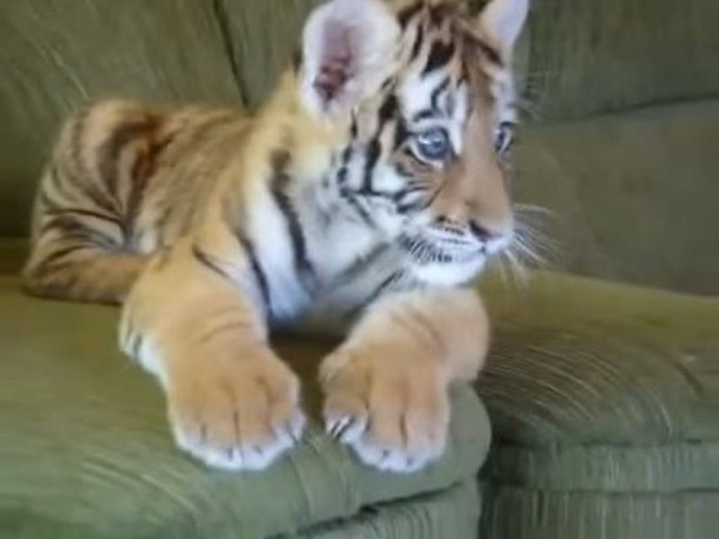 Какие дети тигра. Дети с животными. Про тигров для детей. Какие дети тигра. Амурский тигр детеныши.