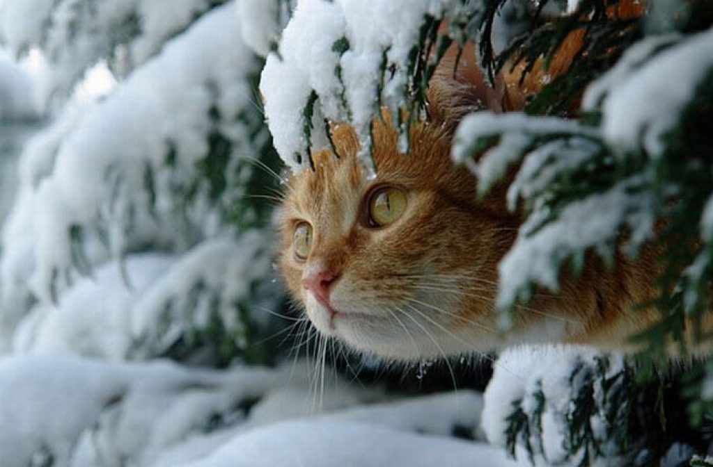 Скоро зима картинки