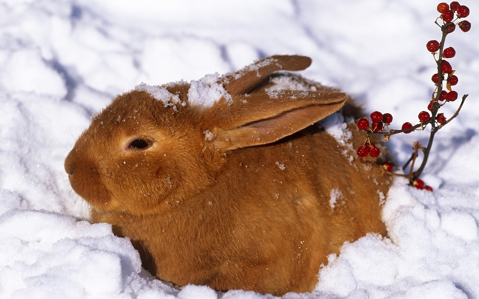Перед наступлением зимы некоторые животные. Зимние животные. Животные зимой. Кролик в снегу. Звери зимой.