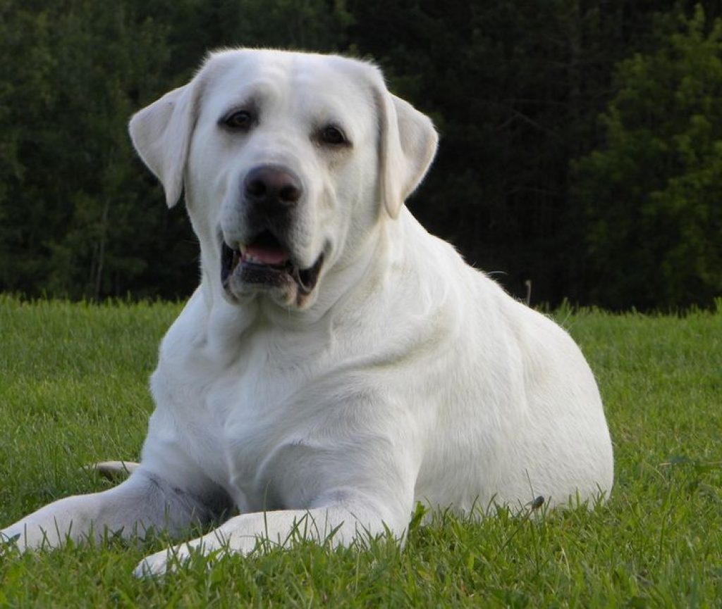 Крупная белая порода собак. Лабрадор ретривер. Лабрадор белый. Лабрадор ретривер щенок. Собака лабрадор белый.