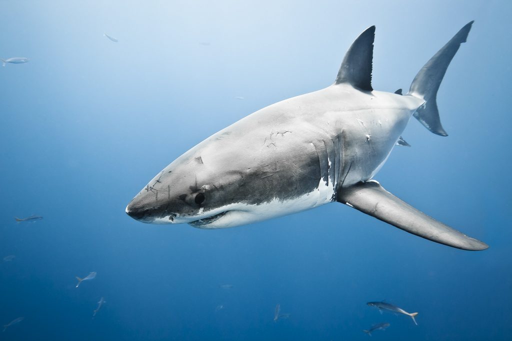 Акула фото для детей. Акула кархародон. Белая акула кархародон. Great White Shark , Carcharodon carcharias,. Большая белая акула (great White Shark).