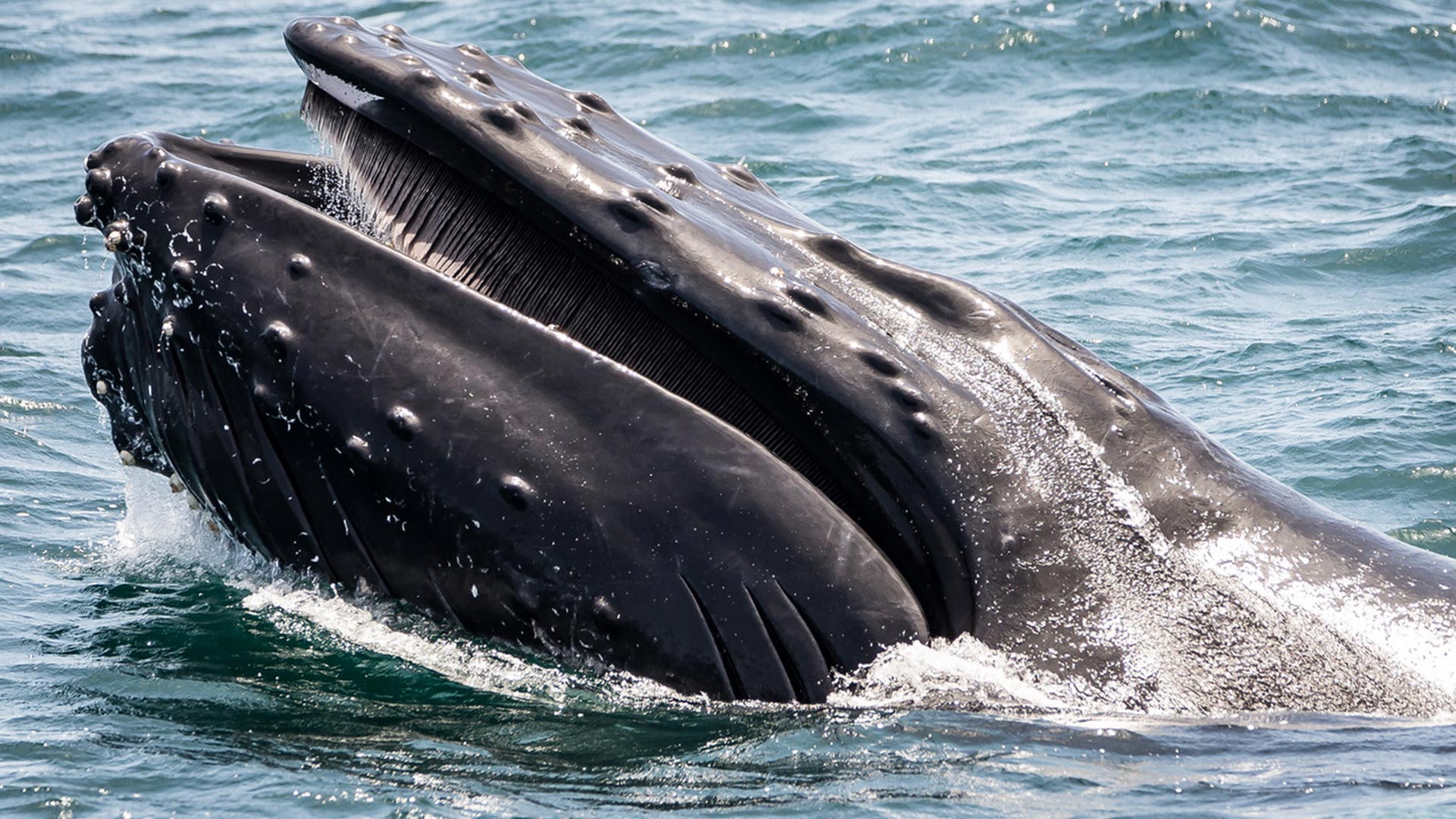Ласты китообразных. Гренландский кит. Усатые киты китообразные. Китообразные китовый ус. Кашалот сейвал.