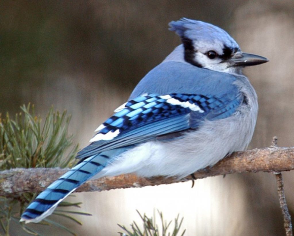 Птица с голубыми крыльями фото и название